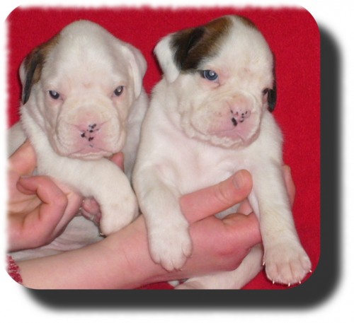 Pejsci s PP- b�l� barva