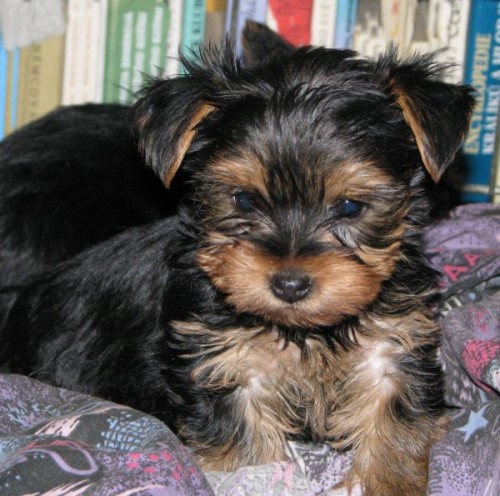 jork��r ,yorkshire