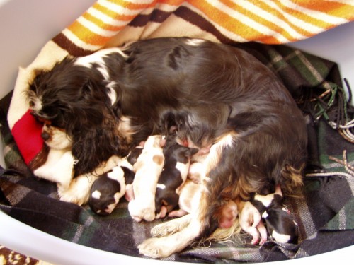 kr�sn� �t�n�tka Kaval�ra