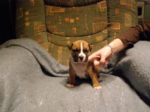 Americk� staford�irsk� teri�r �t�nata