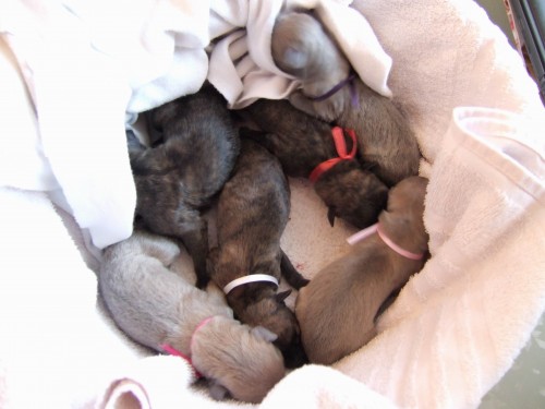 Vipet / Whippet - �t��ata