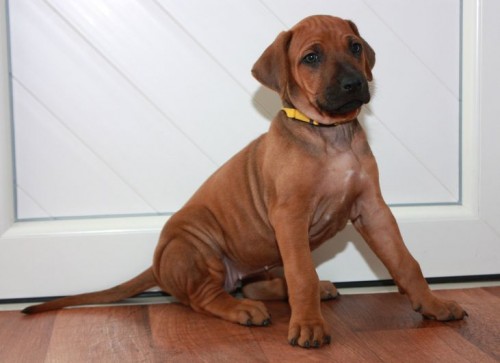 Rhod�sk� ridgeback - �t��ata s PP