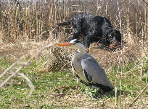 Gordonsetter (gordonsetr) �t��ata