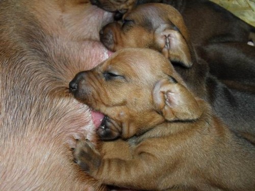 Jezev��k hladkosrst� standard