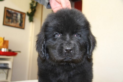 Novofundlandsk� pes