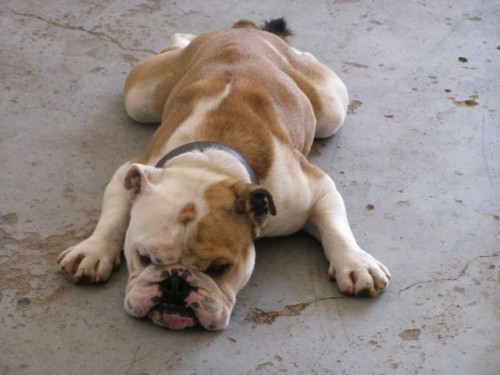 KRYT� - ANGLICK� BULDOK 