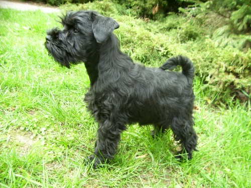 Kn�ra� mal� �ern�