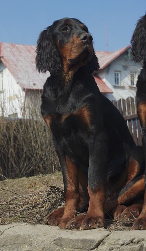 Gordonsetr-�t�n�