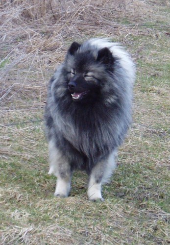 N�meck� �pic vl�� - �t��ata