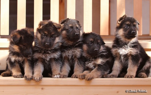 N�meck� ov��k-nab�dka �t��at