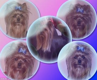 Kryt� pro neuchovn�n� nebo bez PP