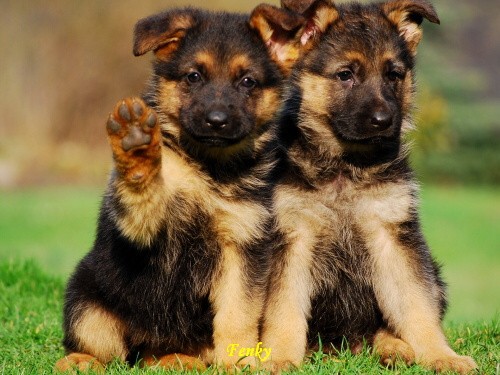 N�meck� ov��k - �t��ata