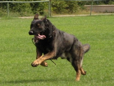 N�meck� ov��k �t���tka