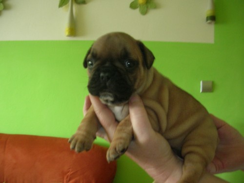 Francouzsk� buldo�ek, �t���tka