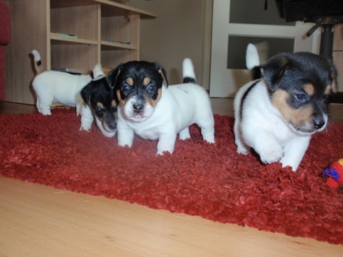 Jack Russel terier s PP