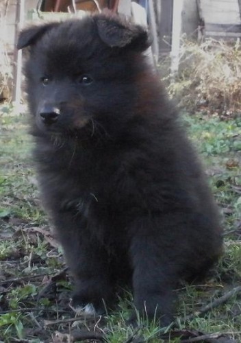 Velk� �ern� �pic - kvalitn� �t��ata s PP - hl�da� a spole�n�k