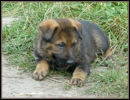 N�meck� ov��k - tnav� vlko�ed� fenka