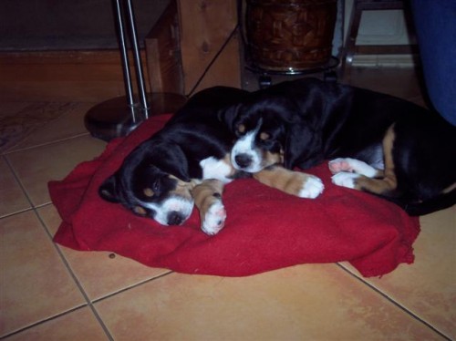 Velk� �v�carsk� sala�nick� pes