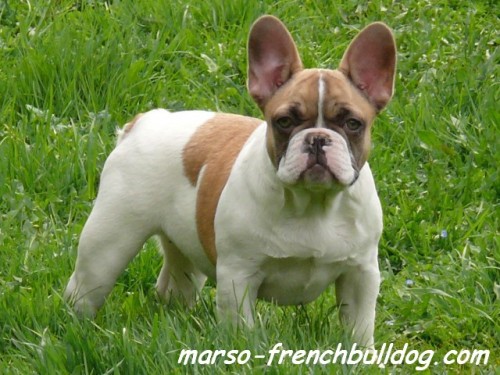Francouzsk� buldo�ek 