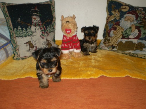 york��rsk� terier