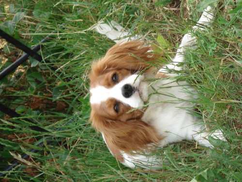 Kaval�r king charles �pan�l