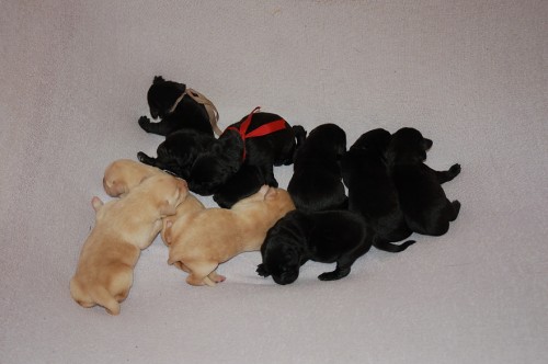 �t���tka labradorsk� retriever