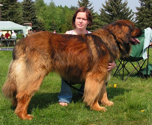 �t��ata Leonbergera