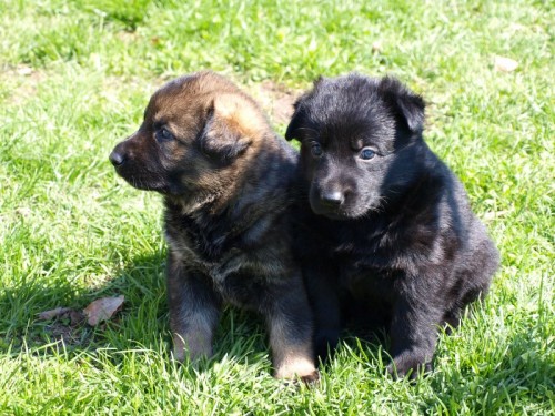 N�meck� ov��k �t���tka