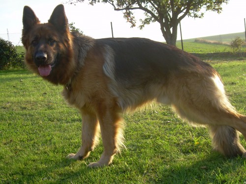 Nab�z�m NO ke kryt�