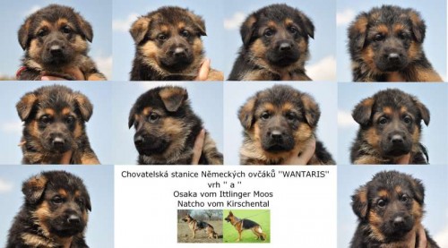 �t��atata N�meck�ho ov��ka s PP - po N�meck�ch rodi��ch