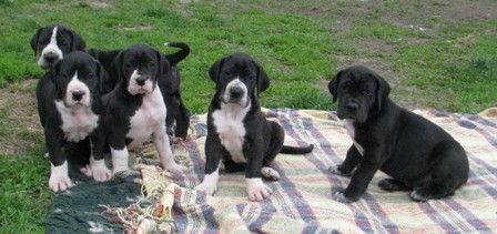 N�meck� doga �ern� �t���tka s PP