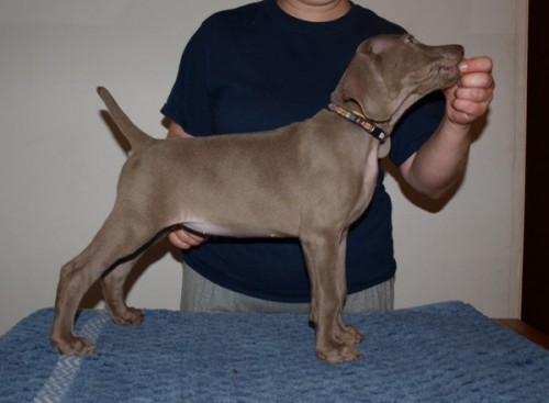 V�marsk� oha� �t���tka