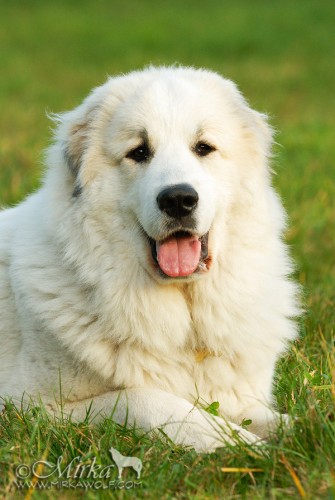 chovatelsk� stanice DOGMANIA