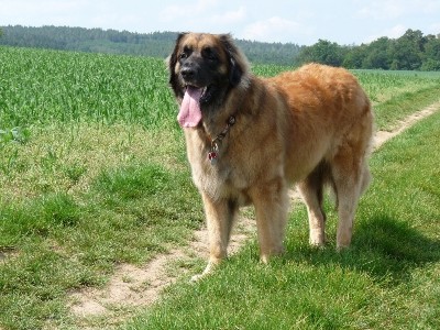 Leonberger - �t��ata