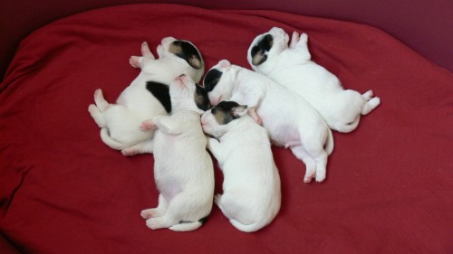 Parson Russell teri�r