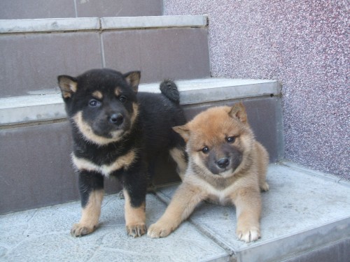 shiba inu �tenata