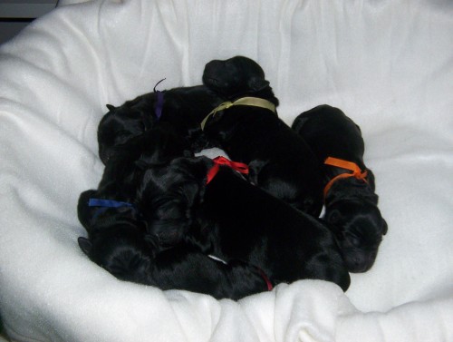 �t���tka FCR s PP