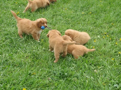 �t��ata Nova Scotia Duck Tollling Retriever