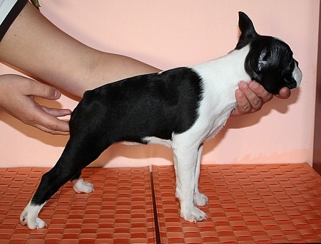 Kvalitn� fenky s PP