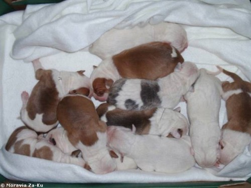 AMERICK� BULDOK - �T��ATA