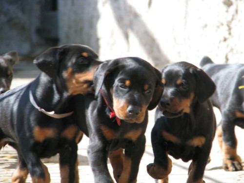 Dobrman - �t��ata s PP