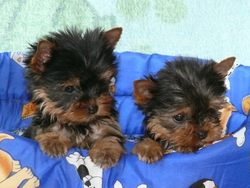 Jork��rsk� terier