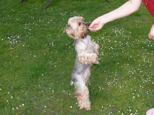 Jork��rsk� terier