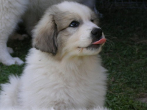 Pyrenejsk� horsk� pes-nab�dka �t�n�te