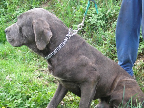 Cane corso - levn� prod�m psa a fenku bez PP