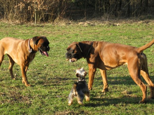 zad�m �t��ata boxera 