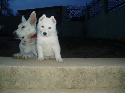 BILY SVYCARSKY OV�AK