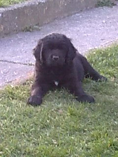 Novofundalnd �t�n� bez PP