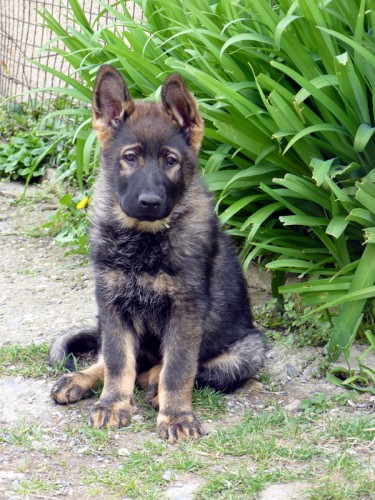 N�meck� ov��k - tnav� vlko�ed� fenka