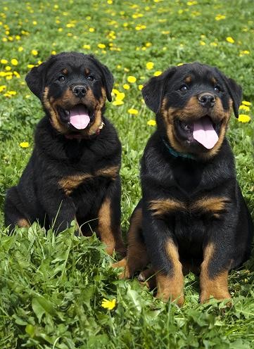 Prod�m �t��ata RTW s PP